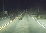 Электромобиль на автопилоте среагировал на неожиданное появление на трассе медвежьего семейства ▶