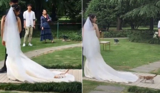 Котёнок, устроившийся на шлейфе платья невесты, не захотел уходить на свадьбе в Шанхае (Видео)