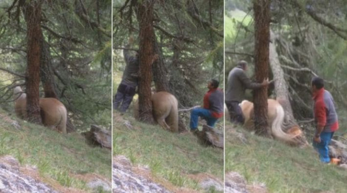 Лошадь, застрявшую между деревьев, спасли в лесу Италии (Видео)