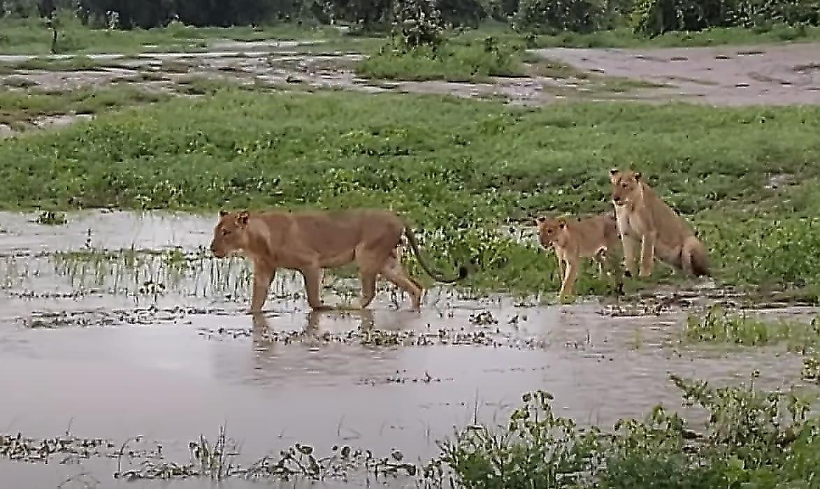 Львиный прайд устроил пир на туше бегемота в Замбии