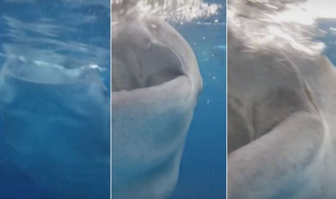 Норвежский турист оказался на пути обедающей китовой акулы на Филиппинах (Видео)
