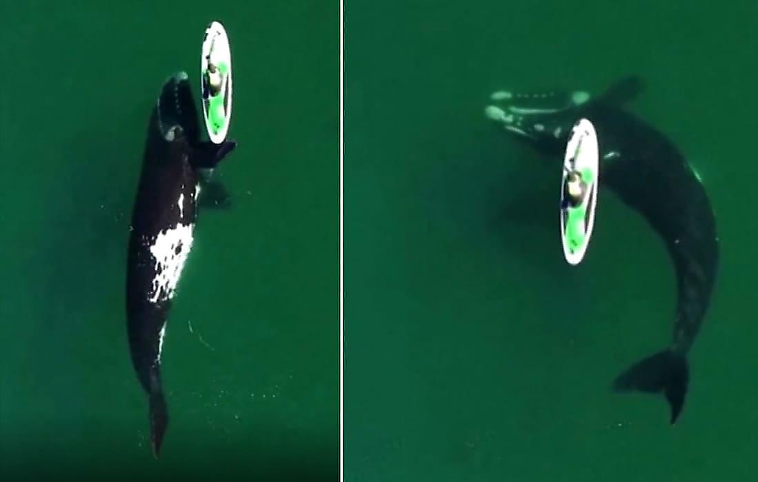 Огромный кит устроил игру с серфингисткой и попал на видео у побережья Аргентины