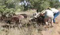 Операция по подъёму трёх ослов с телегой, закончилась полным провалом для владельца животных (Видео)