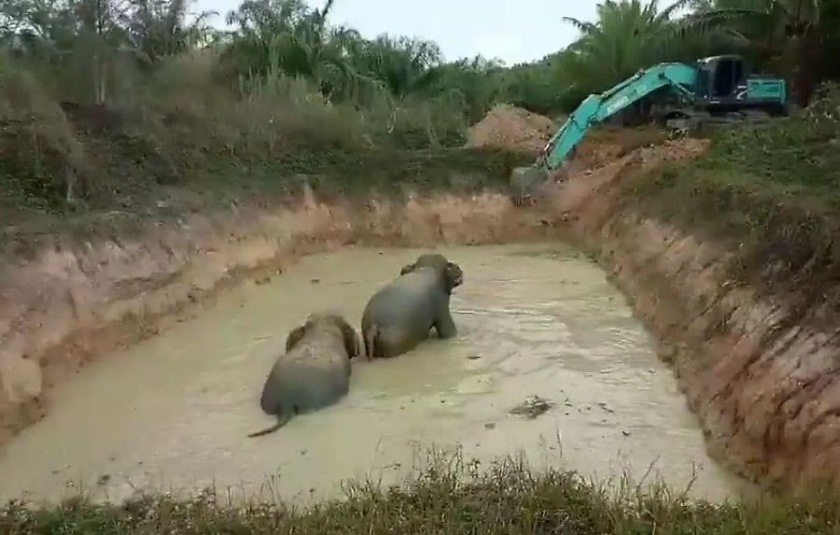 Слоны угодили в грязный пруд во время комендантского часа в Тайланде