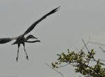 Жизнелюбивый угорь, застрявший в шее птицы, был сфотографирован в американском заповеднике 7