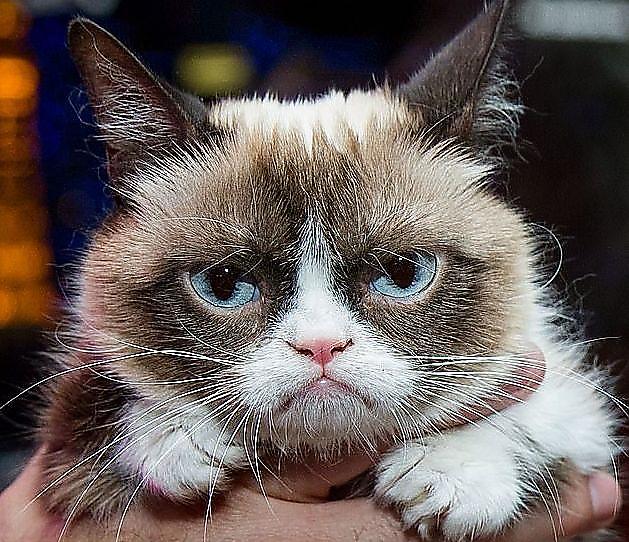 Злой кот: в сети появилась замена знаменитой сердитой кошки ▶