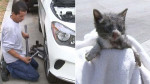 Автовладелица обнаружила котёнка в колёсной нише автомобиля, во время езды в США (Видео)