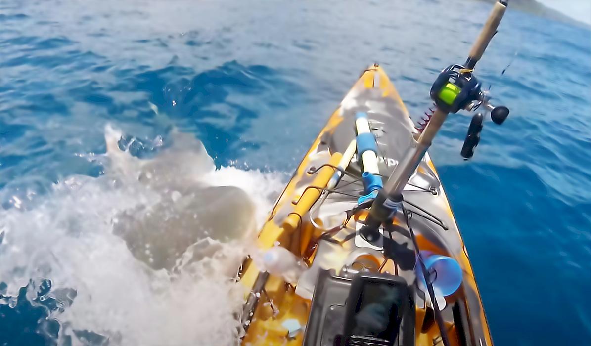 Каякер пережил атаку тигровой акулы на Гавайах