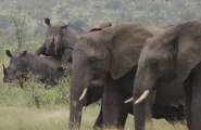 Бесстыжие носороги привлекли внимание стада слонов и... туристов в ЮАР (Видео)