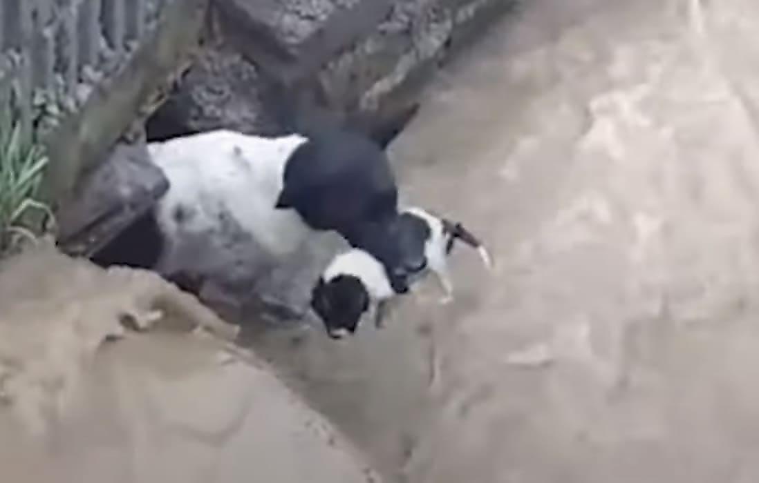 Четвероногая мать спасла щенков и один за другим вынесла их из затопленного логова - видеo