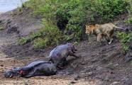 Детёныш бегемота до последнего отгонял львов от застрявшей в трясине матери в африканском заповеднике 2
