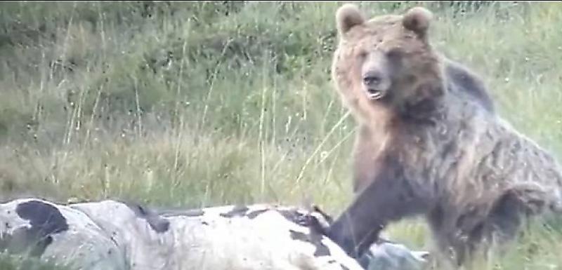 Хитрый медведь, сбежавший из вольера и преодолевший систему ловушек, объявлен в розыск в Италии ▶