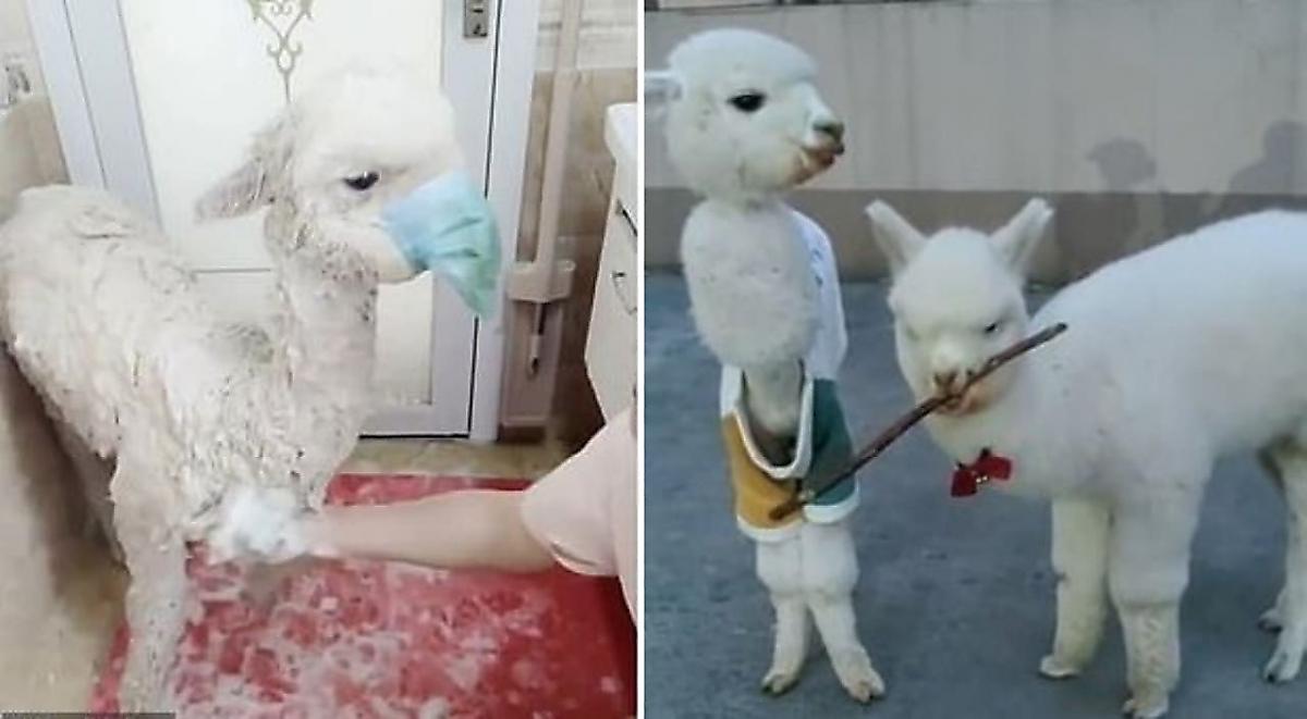 Хозяйка альпаки обезопасила себя и надела маску на своего плюющегося питомца