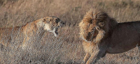 Битву за потомство между львами и львицами сфотографировал африканский гид 3
