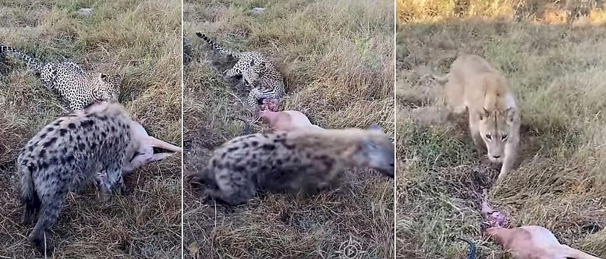 Львица прервала схватку леопарда с гиеной за добычу в ЮАР