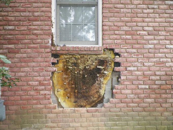 Пчелиный спасатель разобрал кирпичную стену жилища, чтобы ликвидировать «незаконный» улей (Видео)