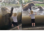 Разборка медведей застала врасплох маленького посетителя зоопарка ▶