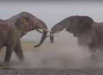 Слоны устроили потасовку на глазах у туристов в Кении