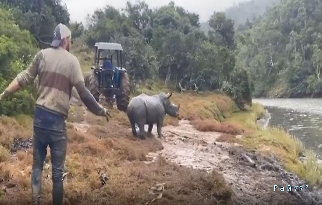 Спасатели при помощи трактора спасли застрявшего в трясине носорога