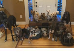 17 собак запечатлелись на семейной фотографии в частном питомнике ▶
