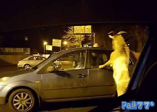 Буйный козёл оккупировал вход в ирландский супермаркет. (Видео)