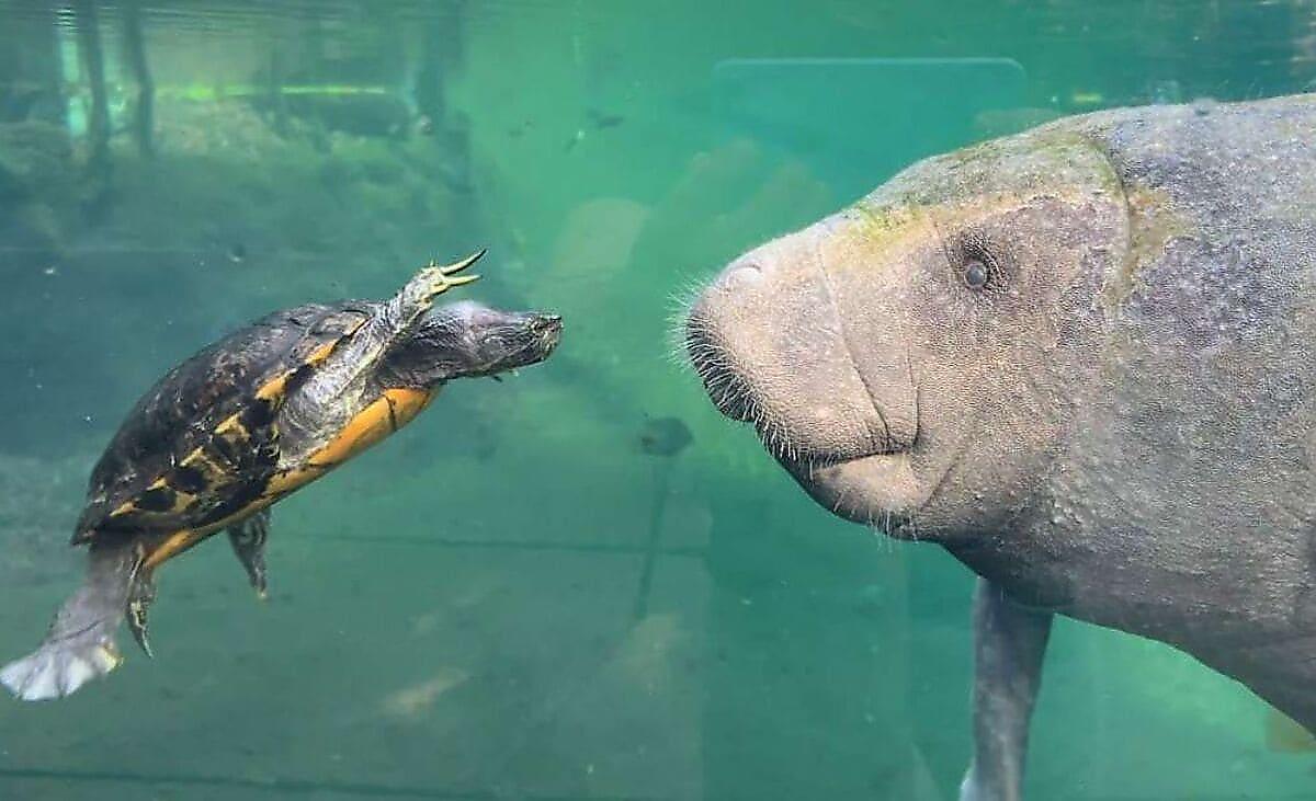 Черепаха разогнала соплеменников и подружилась с ламантином в голландском зоопарке