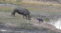 Детёныш бегемота отстоял у носорога свой водоём в ЮАР (Видео)
