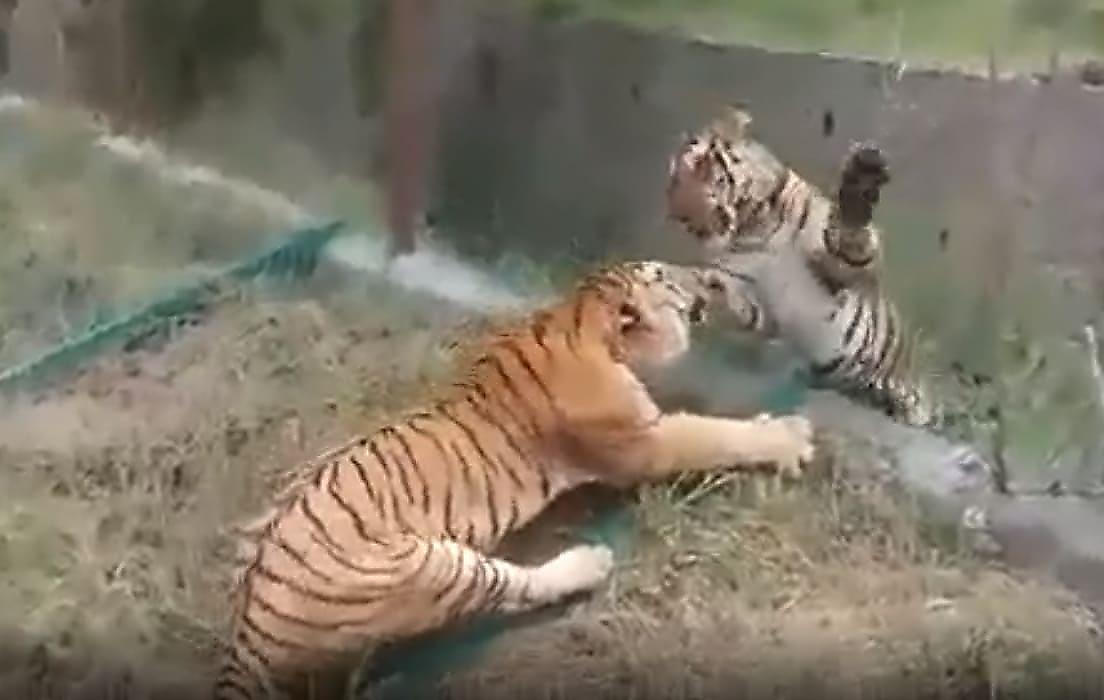 Дикий тигр из-за ограждения напал на прирученного соплеменника в Индии