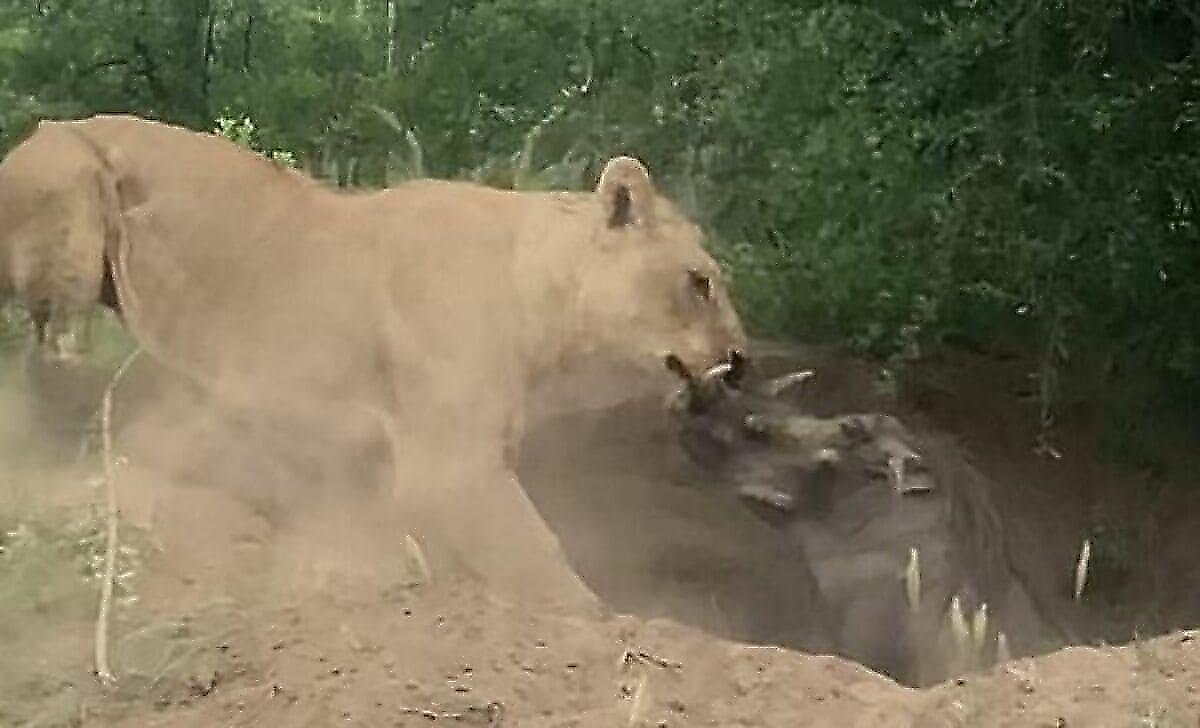 Голодный лев расправился с бородавочником на глазах у туристов в ЮАР