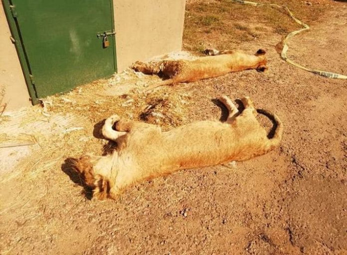 Группа выродков отравила и расчленила шесть львов в африканском заповеднике