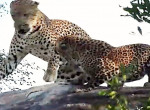 Непростые любовные взаимоотношения леопардов попали на видео в ЮАР