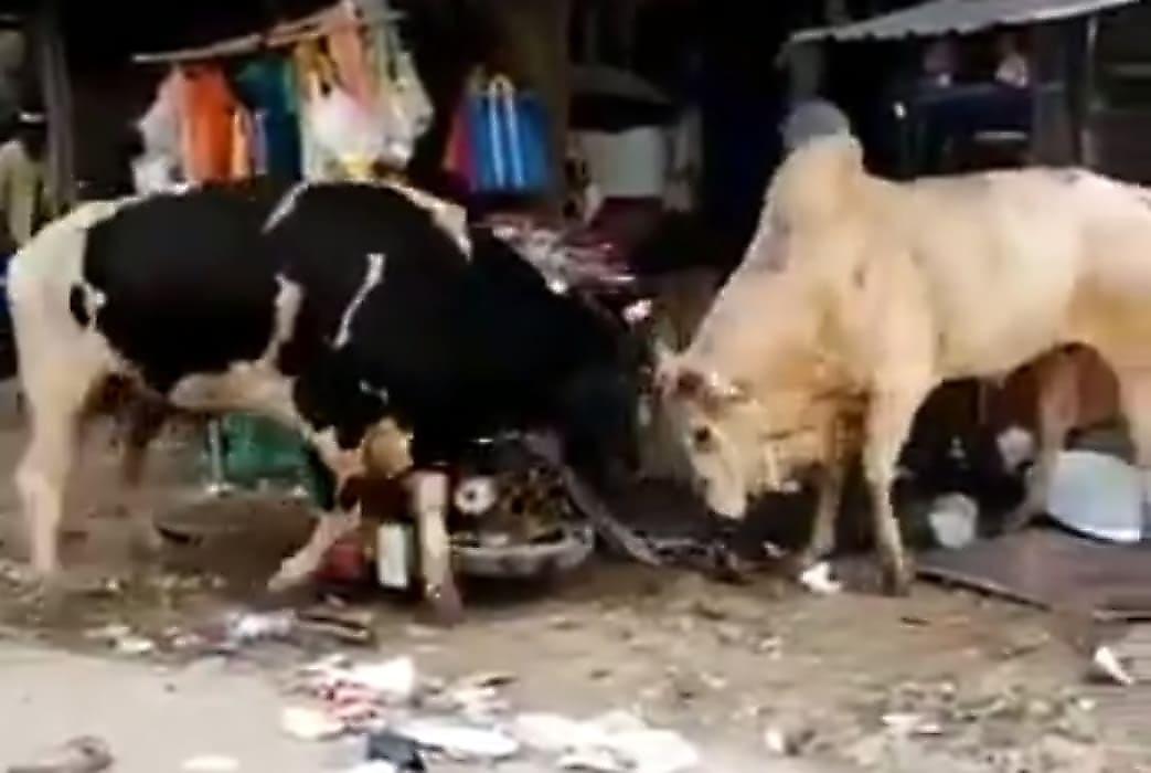 Неугомонные быки устроили потасовку с масштабными последствиями на дороге в Индии - видео