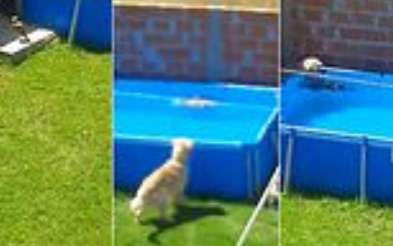 Пёс спас голубя, упавшего в бассейн ▶