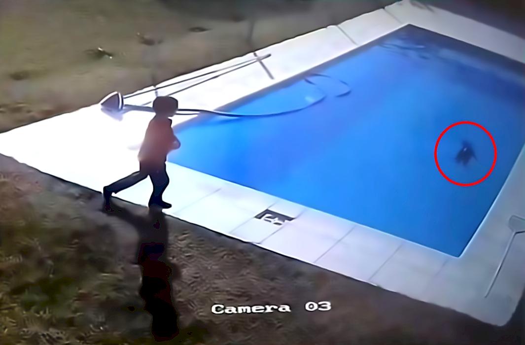 Ребёнок бросился спасать щенка из бассейна и попал на видео в Аргентине