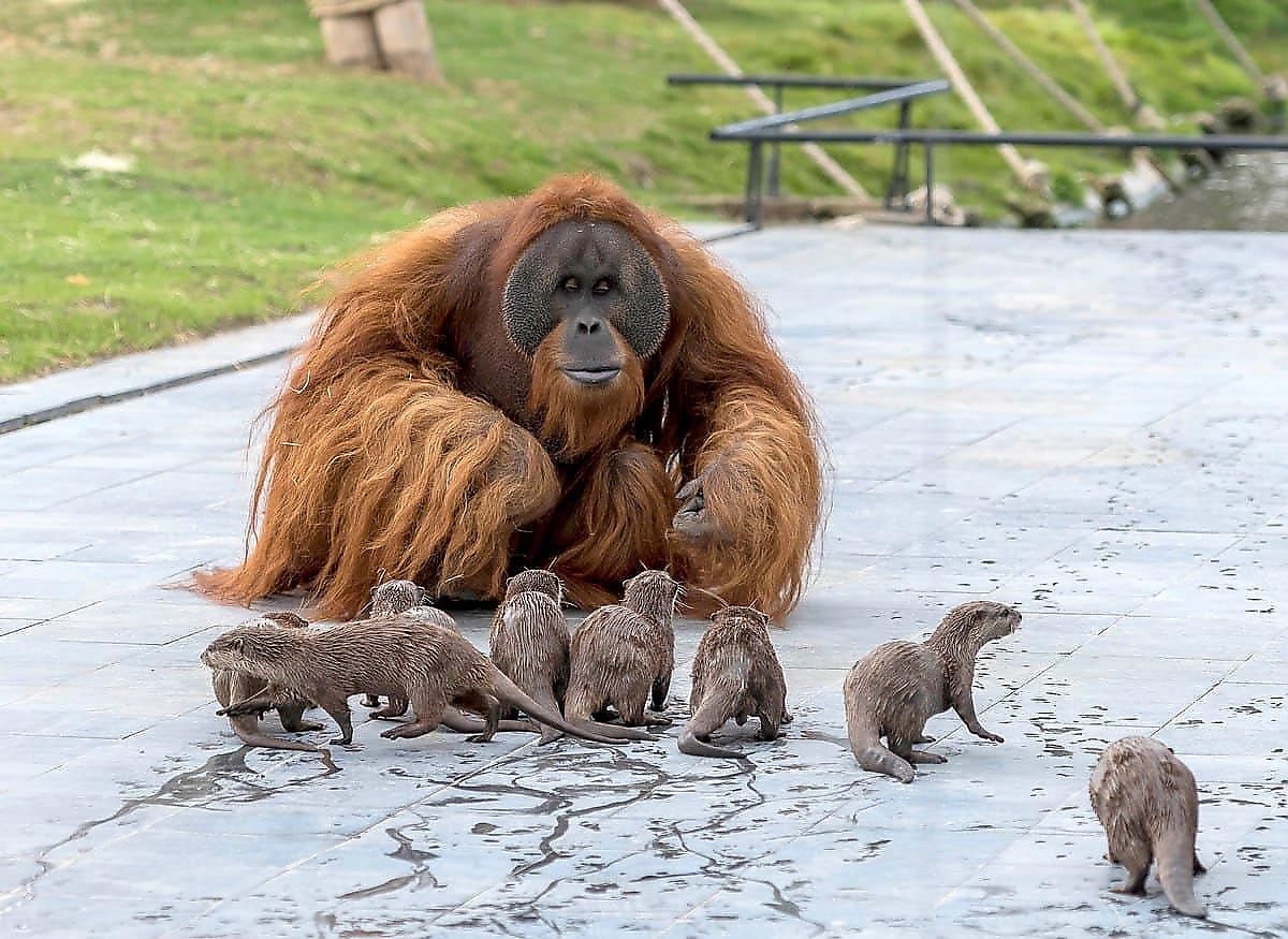 Семейство выдр подружилось с семьёй орангутанов в бельгийском зоопарке