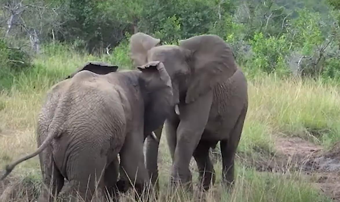 Слоны попытались доказать своё превосходство на глазах у туристов в ЮАР