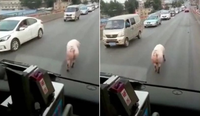 Свинья - фотомодель перекрыла движение транспорта в Китае (Видео)