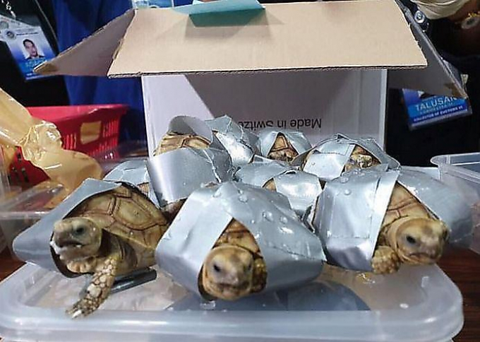 1500 редких черепах обнаружили таможенники в аэропорту на Филиппинах