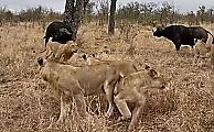 Буйволы отбили своего сородича у львиного прайда на глазах у туристов в ЮАР