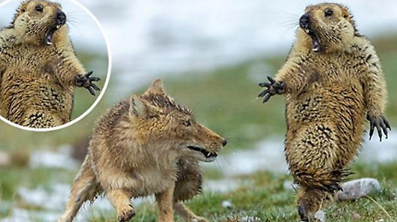 Фотограф, снявший охоту лисицы на сурка, стал победителем фотоконкурса