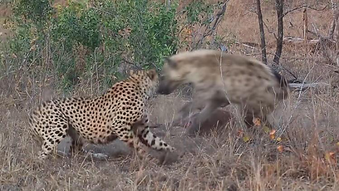 Гиены бесцеремонно нарушили трапезу гепардов и отняли у них бедную антилопу (Видео)