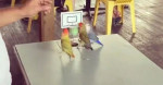 Команда попугаев поиграла в баскетбол на столе у своего хозяина (Видео)