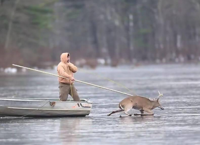 Охотник на лодке спас оленя, застрявшего на замёрзшем озере (Видео)