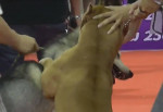 Питбуль напал на конкурента на выставке собак в Тайланде (Видео)