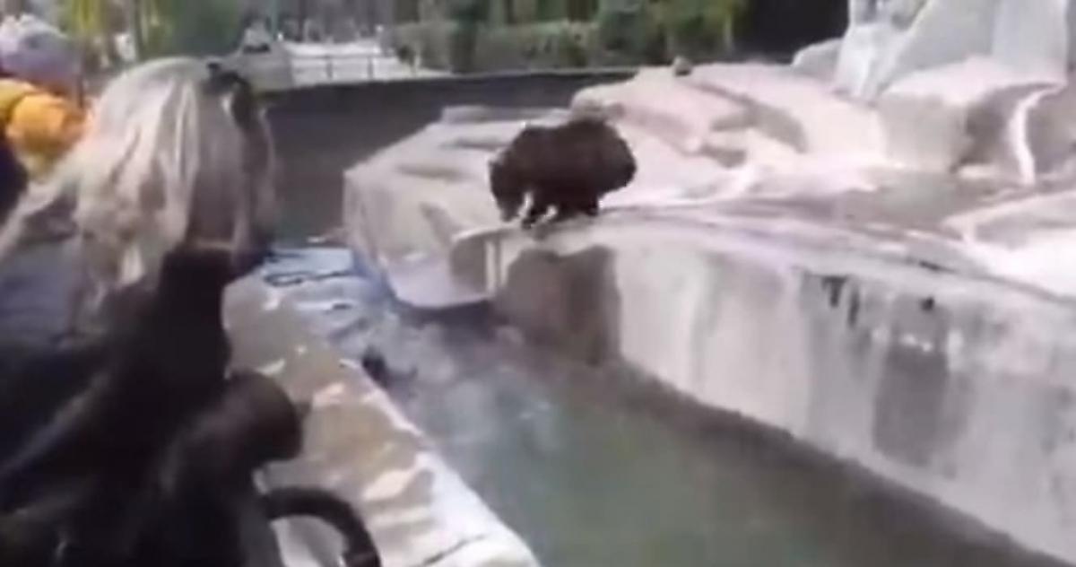 Поляк устроил драку с медведицей, забравшись в вольер в зоопарке