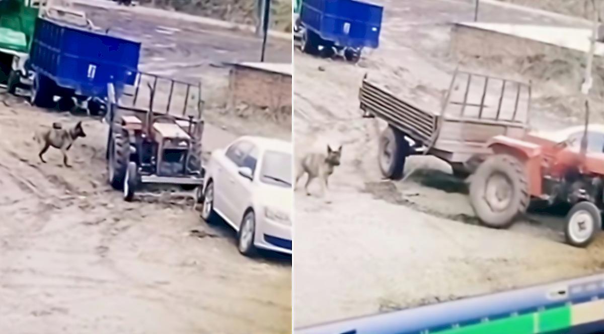 Пёс завёл трактор и устроил ДТП в Китае