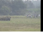 Стадо слонов вызвало хаос в индийской деревне