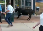 Свободолюбивый бык сбежал от хозяина и посеял панику в супермаркете ▶