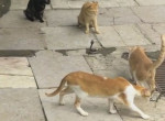 Четыре кошки окружили детёныша кобры в Индии ▶
