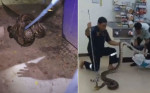 Двух питонов, забравшихся в туалет и магазин, поймали в разных местах в Тайланде (Видео)